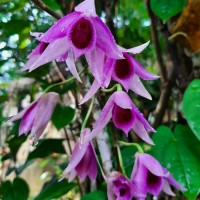 Dendrobium anosmum Lindl.